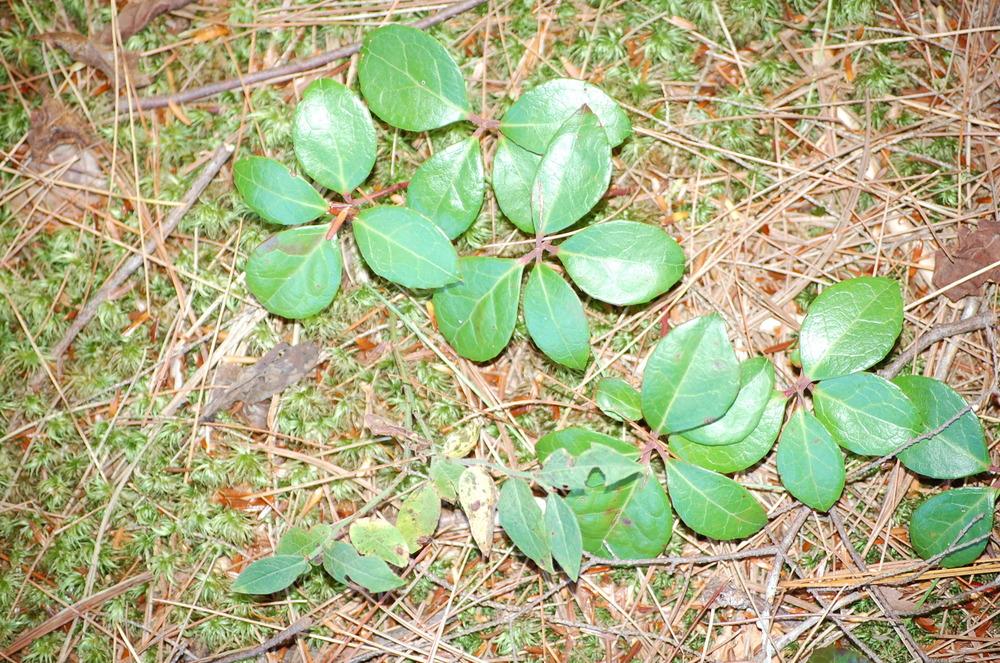 Photo of Wintergreen (Gaultheria procumbens) uploaded by pixie62560