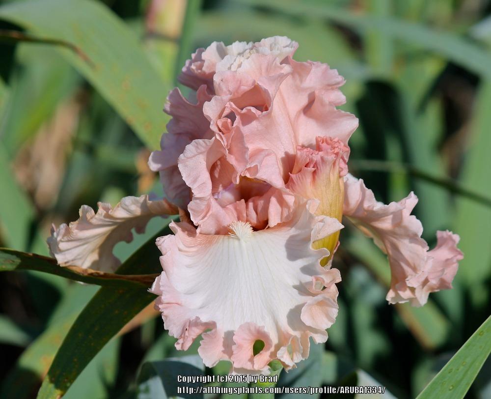 Photo of Tall Bearded Iris (Iris 'What a Beauty') uploaded by ARUBA1334