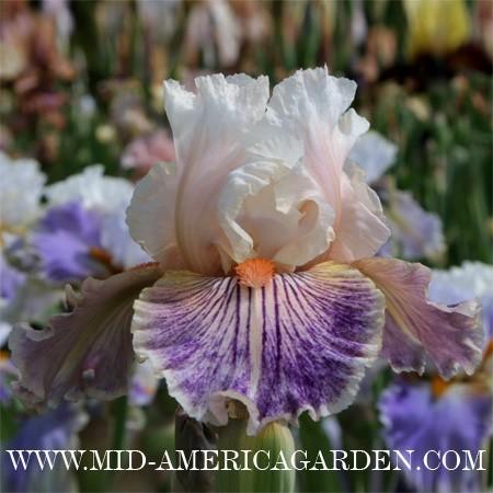 Photo of Tall Bearded Iris (Iris 'Made You Look') uploaded by Calif_Sue