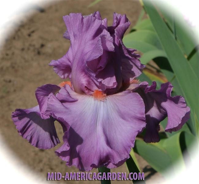 Photo of Tall Bearded Iris (Iris 'Magnanimous') uploaded by Calif_Sue