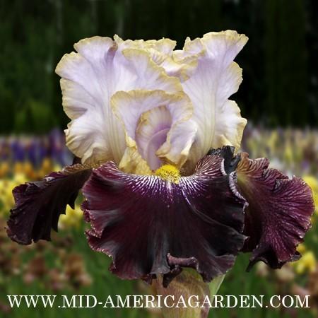 Photo of Tall Bearded Iris (Iris 'Magic Masquerade') uploaded by Calif_Sue