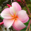 Picture courtesy of Maui Plumeria Gardens