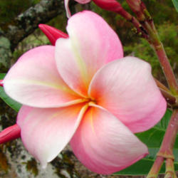 Location: Hawai'i
Picture courtesy of Maui Plumeria Gardens