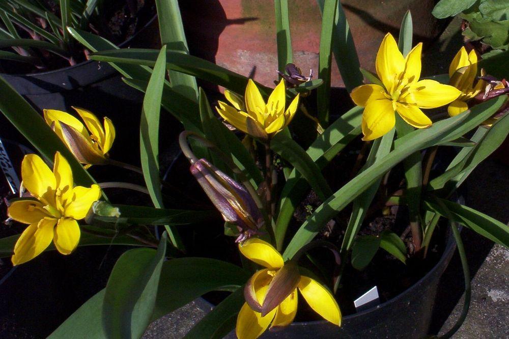 Photo of Species Tulip (Tulipa dasystemon) uploaded by Galanthophile