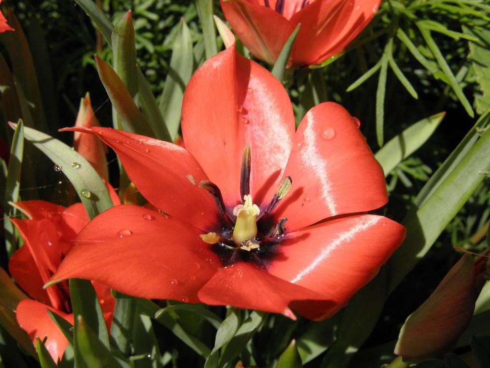 Photo of Tulip (Tulipa linifolia) uploaded by Galanthophile