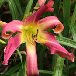 
Photo Courtesy of Knoll Cottage Daylilies. Used with Permission.