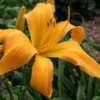 Photo Courtesy of Knoll Cottage Daylilies. Used with Permission.