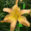Photo Courtesy of Knoll Cottage Daylilies. Used with Permission.