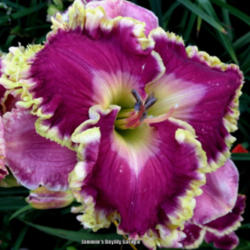 
.Photo Courtesy of Jammin's Daylily Garden. Used with Permission.