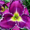 Photo Courtesy of Jammin's Daylily Garden. Used with Permission.