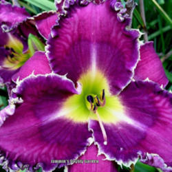 
Photo Courtesy of Jammin's Daylily Garden. Used with Permission.