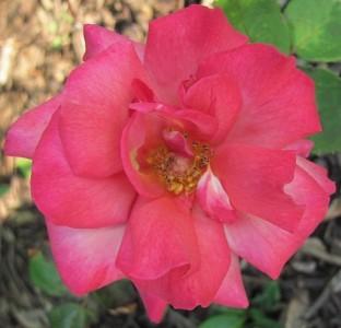 Photo of Rose (Rosa 'Memphis Cajun') uploaded by Joy