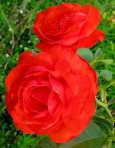 Photo of Rose (Rosa 'Salita') uploaded by Joy