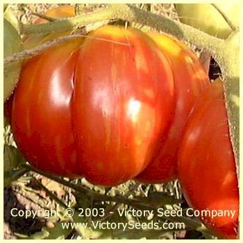 Photo of Tomato (Solanum lycopersicum 'Schimmeig Stoo') uploaded by MikeD