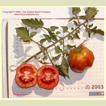Photo of Tomato (Solanum lycopersicum 'Schimmeig Stoo') uploaded by MikeD