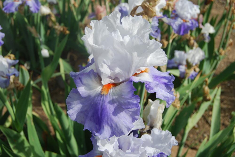 Photo of Tall Bearded Iris (Iris 'Versailles') uploaded by Phillipb2