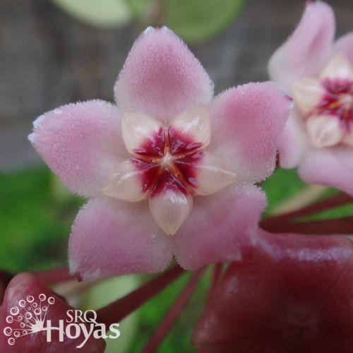 Photo of Wax Plant (Hoya carnosa 'Chelsea') uploaded by SRQHoyas