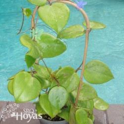 Location: SRQHoyas
Hoya balaensis 'Splash' SRQ 3191