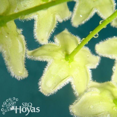 Photo of Wax Plant (Hoya betchei) uploaded by SRQHoyas