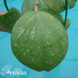 Location: SRQHoyas
Date: 2015-02-02
Hoya balaensis 'Splash' SRQ 3191