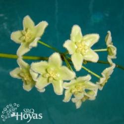 Location: SRQHoyas
Date: 2015-02-02
Hoya chlorantha (type) SRQ 3118