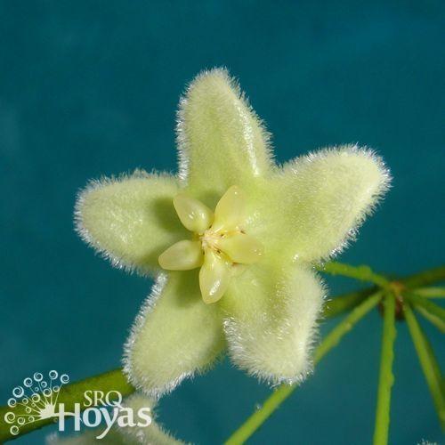 Photo of Wax Plant (Hoya betchei) uploaded by SRQHoyas