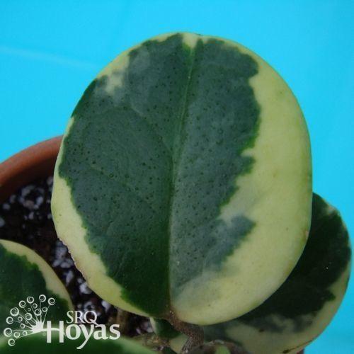 Photo of Wax Plant (Hoya australis) uploaded by SRQHoyas