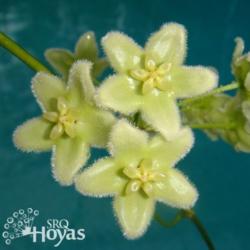 Location: SRQHoyas
Date: 2015-02-02
Hoya chlorantha (type) SRQ 3118