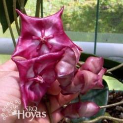 Location: Aloha Hoyas
Hoya archboldiana x Hoya onychoides SRQ 3117