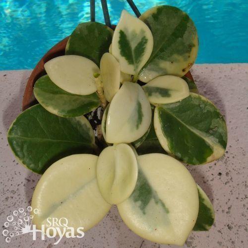 Photo of Wax Plant (Hoya australis) uploaded by SRQHoyas