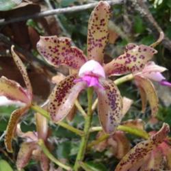 Location: Picture of an endemic variety of a Cattleya guttata, located in Araaial do Cabo, Rio de Janeiro, Brazil.
Photo courtesy of: Nilber Silva