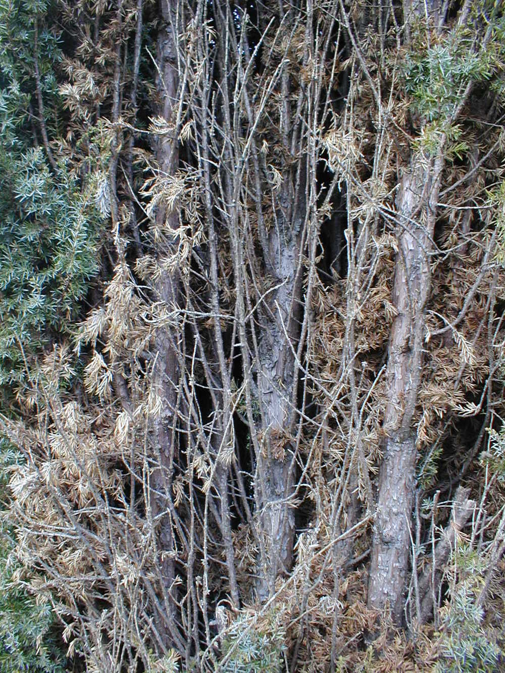 Photo of Common Juniper (Juniperus communis) uploaded by admin