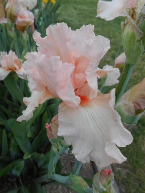 Photo of Tall Bearded Iris (Iris 'Vision in Pink') uploaded by crowrita1
