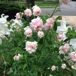 Location: Front Garden, Maryland Zone 7a
Date: 2015-02-02
A spray of Spray Cecile Brunner