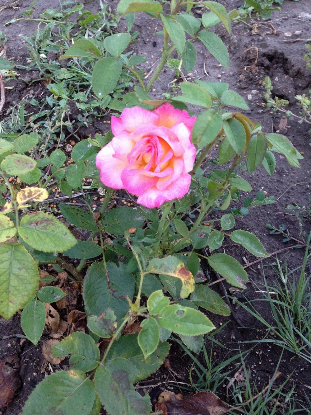 Photo of Floribunda Rose (Rosa 'Sheila's Perfume') uploaded by pinkbubbless66