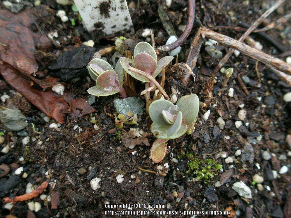 Photo of Stonecrop (Hylotelephium telephium subsp. telephium Touchdown™ Jade) uploaded by springcolor