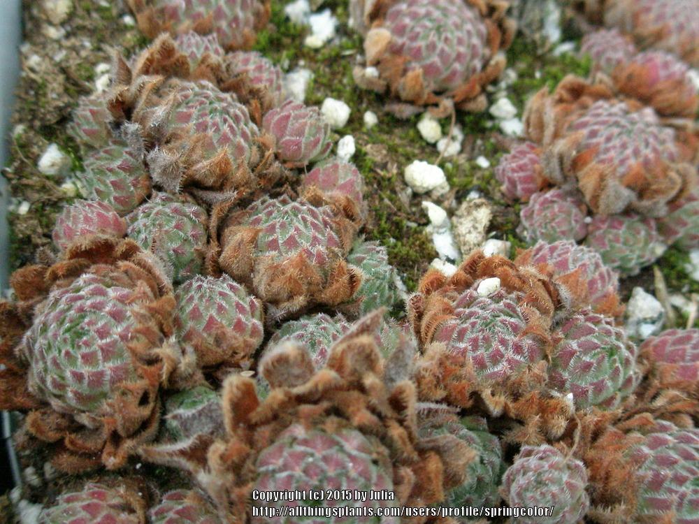 Photo of Hen and Chicks (Sempervivum 'Hausmannii') uploaded by springcolor