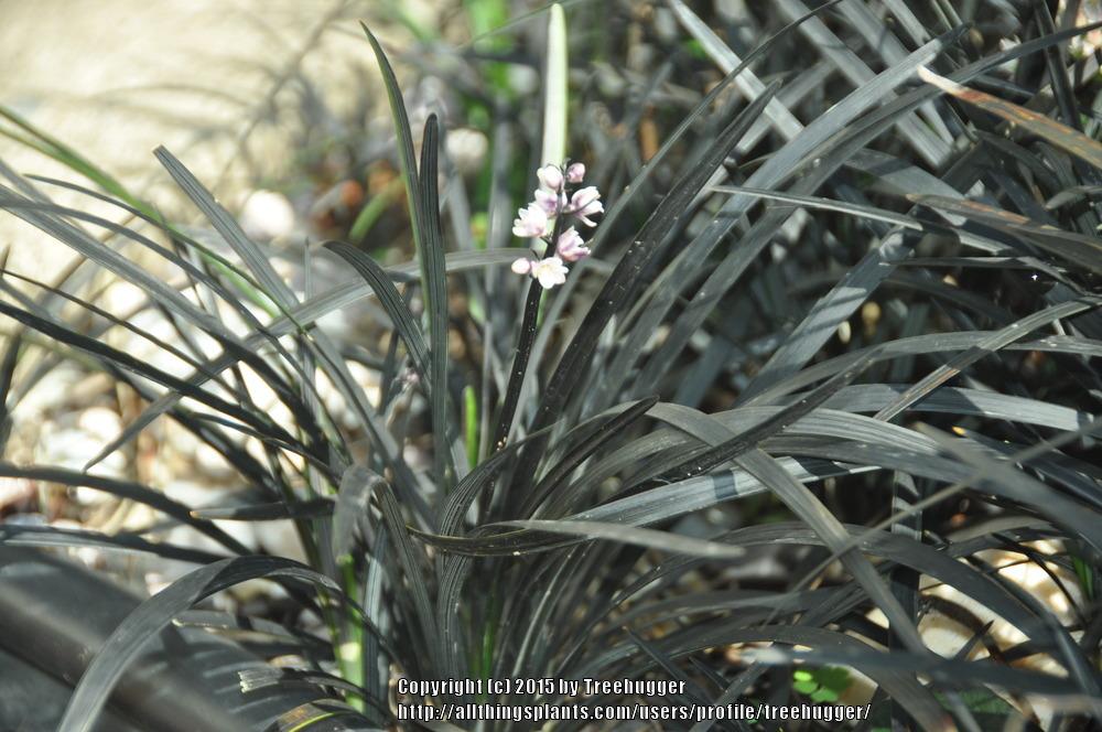 Photo of Black Mondo Grass (Ophiopogon planiscapus 'Kokuryu') uploaded by treehugger
