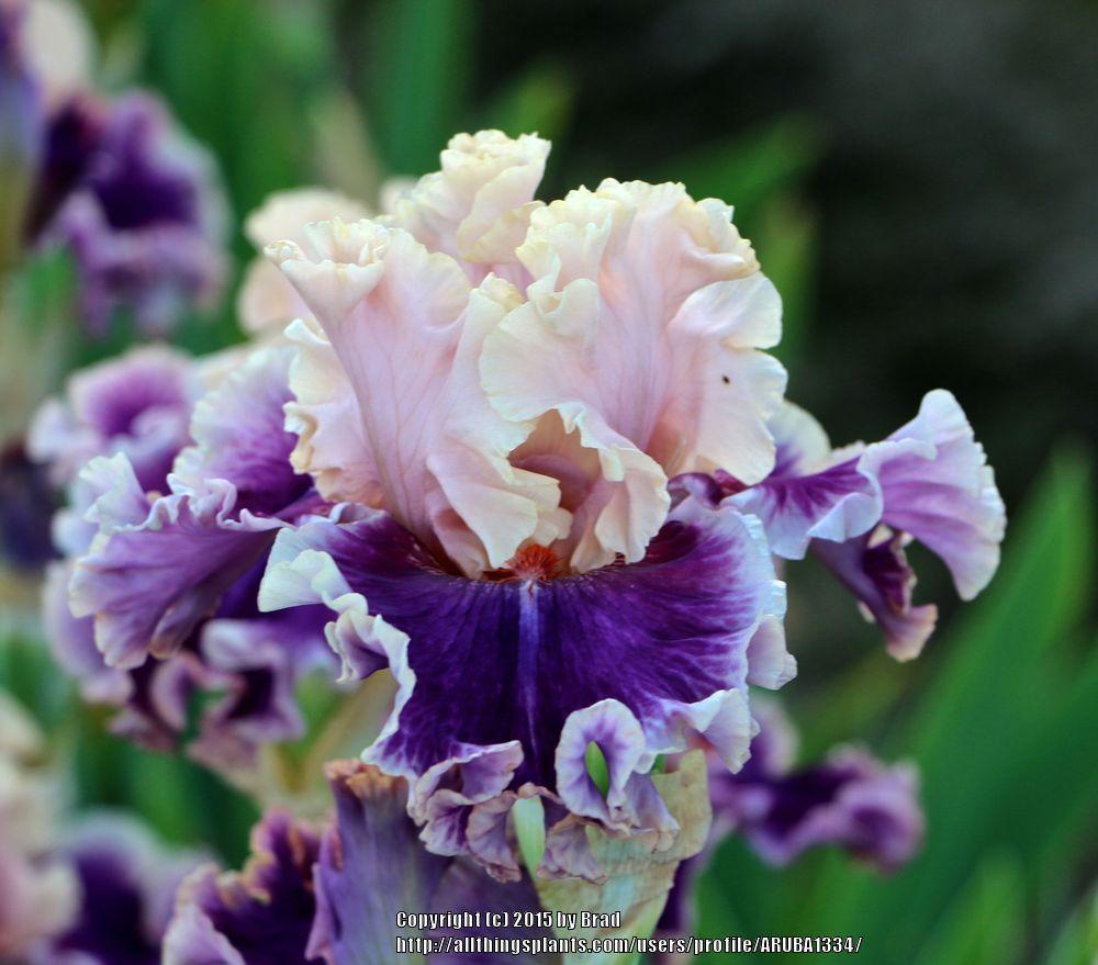 Photo of Tall Bearded Iris (Iris 'Born This Way') uploaded by ARUBA1334