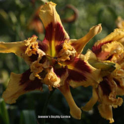 
Photo Courtesy of Jammin's Daylily Garden . Used with Permission.