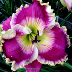 
Photo Courtesy of Jammin's Daylily Garden . Used with Permission.