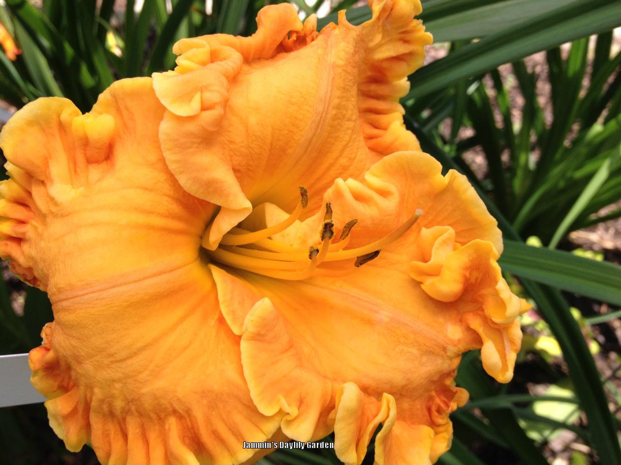 Photo of Daylily (Hemerocallis 'Orange Ruffles') uploaded by Joy