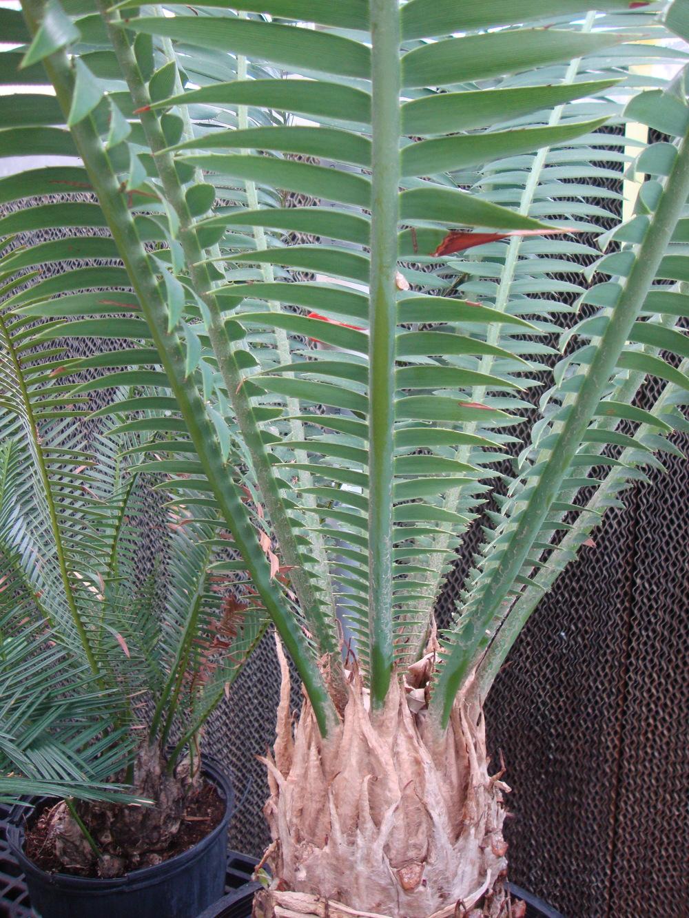 Photo of Giant Dioon (Dioon spinulosum) uploaded by Paul2032