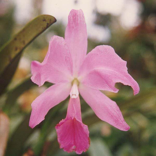 Photo of Orchid (Cattleya labiata) uploaded by admin
