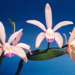 
Photo courtesy of: Larsen Twins Orchids