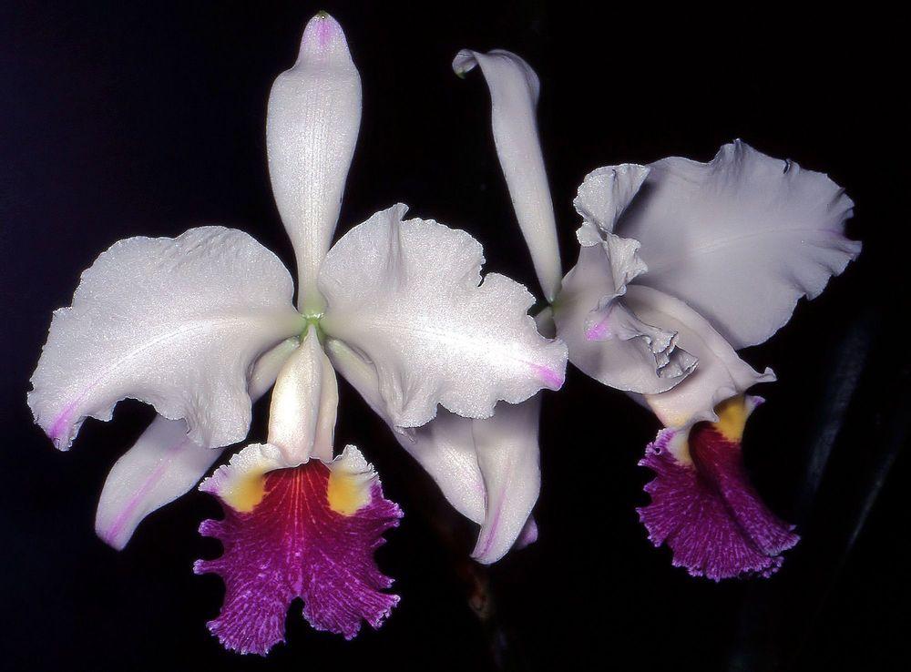 Photo of Orchid (Cattleya lueddemanniana) uploaded by admin