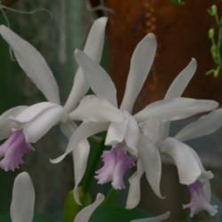 Location: syn. Cattleya intermedia var. amethystina
Date: 2013-03-10
Photo courtesy of: Dinkum