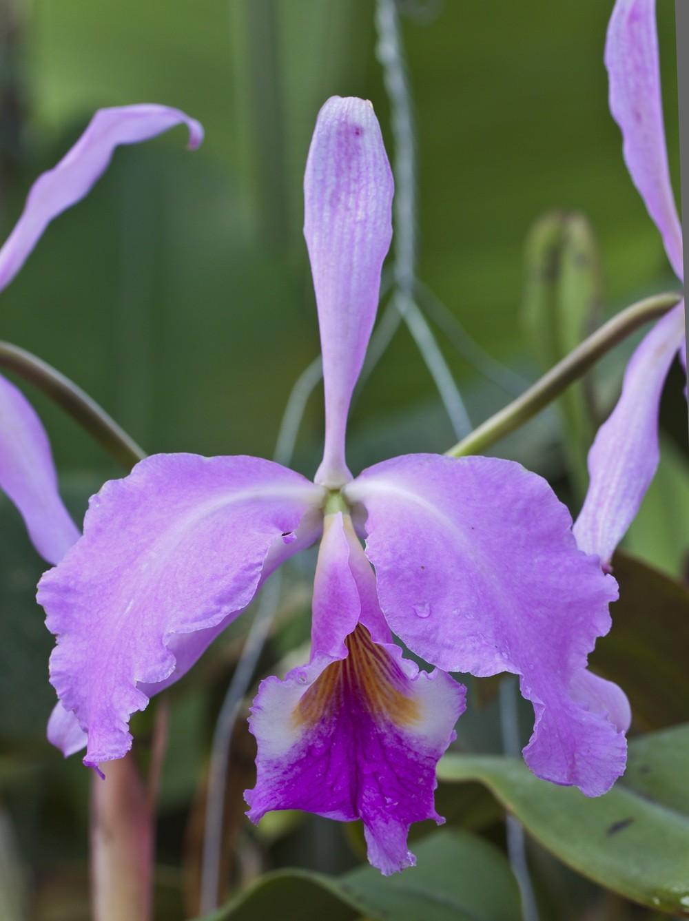 Photo of Orchid (Cattleya labiata) uploaded by admin