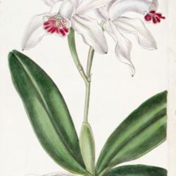 Location: syn. Cattleya intermedia var pallida
 Edwards's Bot. Register (1836)