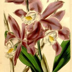 Location: syn. Cattleya intermedia var. variegata
Curtis's Bot. Magazine (1844)